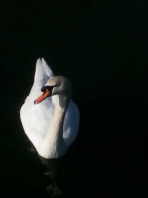 Bild "LINKS:Schwan.jpg"